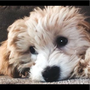 ‼️READ DESCRIPTION‼️